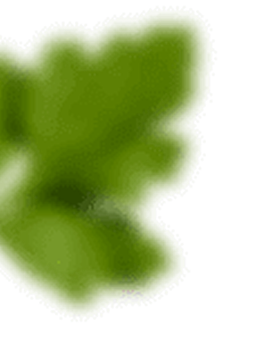 Close-up of a green herb leaf with rounded lobes and soft edges.